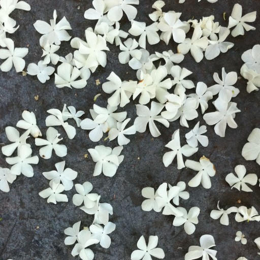 Fleurs blanches sur zinc. Photo.